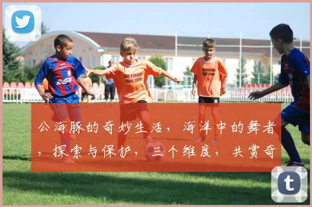 公海豚的奇妙生活,海洋中的舞者,探索与保护,三个维度,共赏奇观